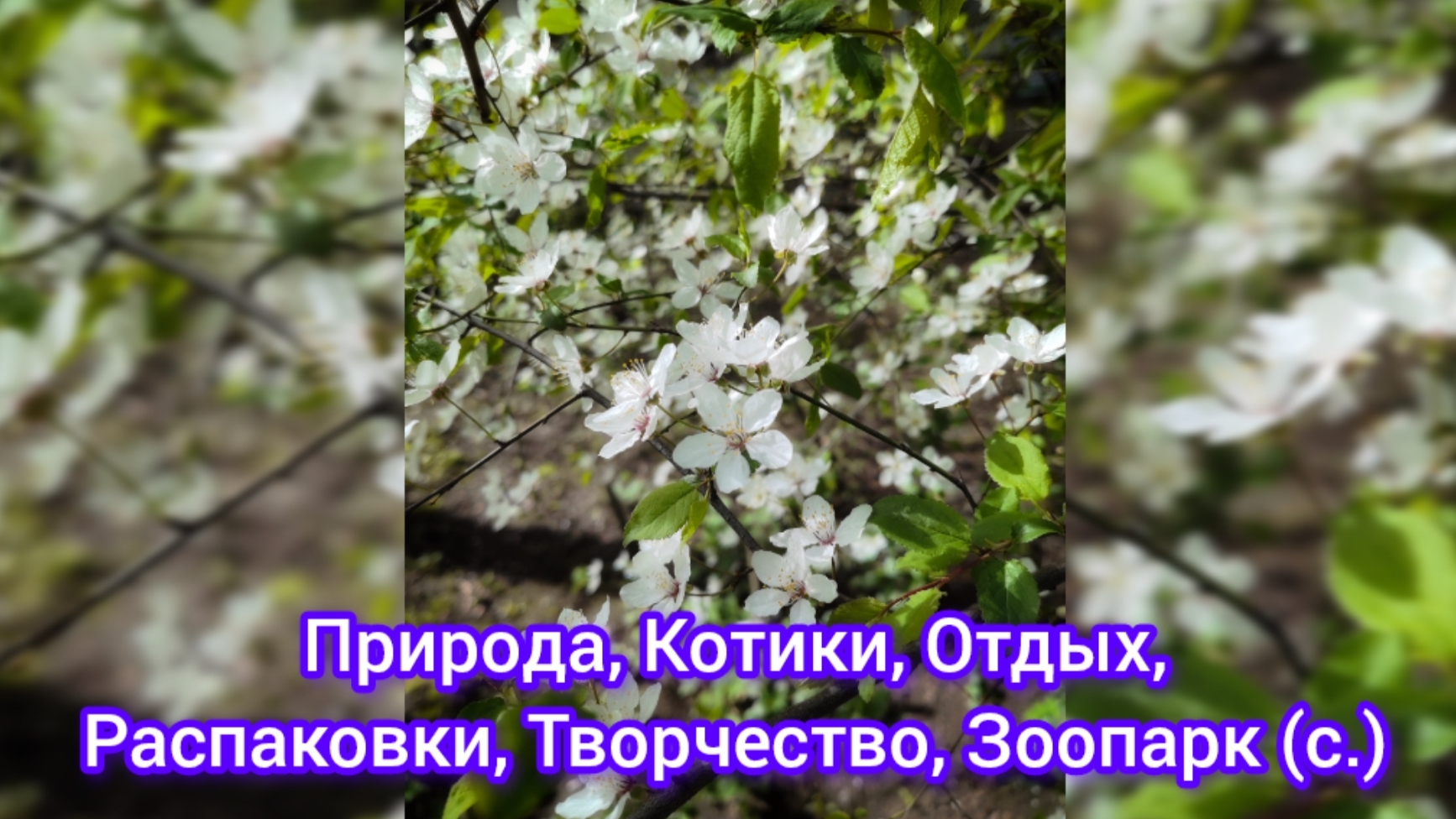 Природа, Котики, Отдых, Распаковки, Творчество, Зоопарк (с.) смотреть онлайн