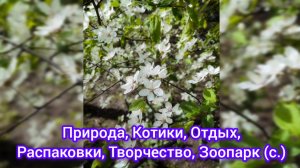 Природа, Котики, Отдых, Распаковки, Творчество, Зоопарк (с.)