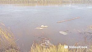 23-05-2026 рыбачить на нашей протоке ещё рано.