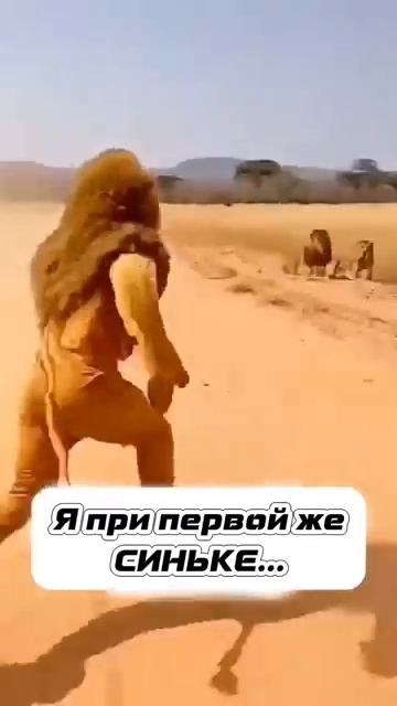 Концовка огонь🤣🤣 Ну что за лев,этот тигр😁😁