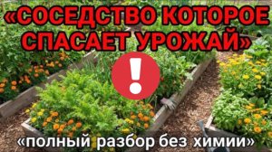 Посадите это рядом и забудете про тлю, морковную муху и белянку навсегда