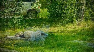 Ранее утро в городе🐈🕊️🕊️🕊️🕊️🕊️🐕🐕🐕