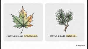 КАКИЕ БЫВАЮТ РАСТЕНИЯ 2 класс окружающий мир Плешаков
