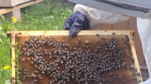 Семья, в которой матка не сеяла в апреле и обработка от клеща.