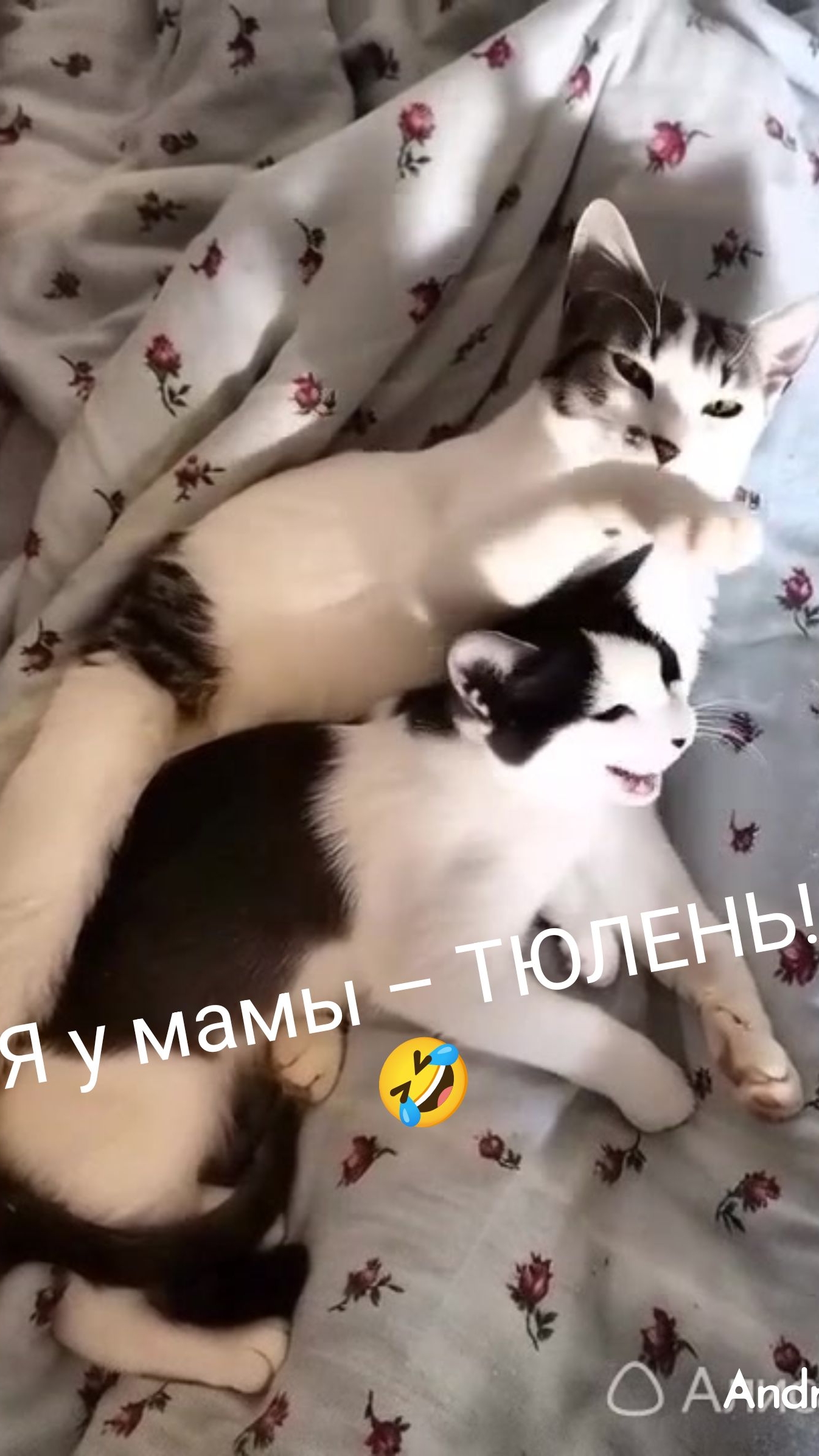 Ой, мама, кто это!? 🙀🤣 23-05-2026