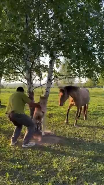 Спасение жеребенка