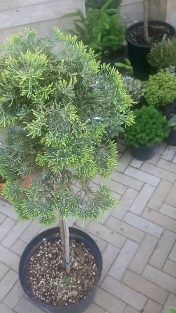 ❤🌲Можжевельник Голден Карпет на штамбе
✔Продажа растений в макс и телеграм канале: https://t.me/love