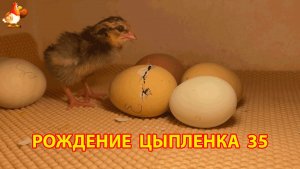 Вылупление цыпленка из яйца в инкубаторе версия 35