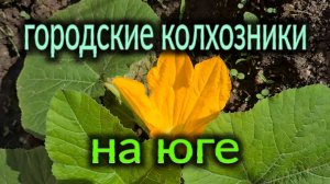 Городские колхозники. Мысли вслух.  Вдоль по саду-огороду.  Ремонты и работа Олега.