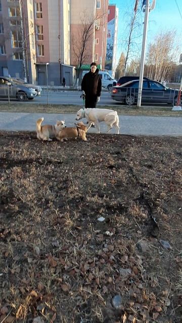 Полная версия знакомства корги Булочки с Тошей и Тайсоном #корги #corgi #животные #собаки коргяши