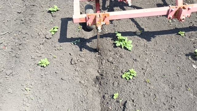 Максим сам делает междурядку картофеля 🥔🥔🥔 смотреть онлайн