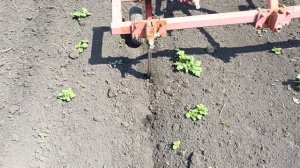 Максим сам делает междурядку картофеля 🥔🥔🥔