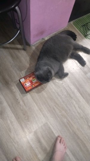 тип новый вирус