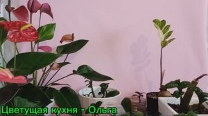 Зензи, Зензи жук, из личного опыта о них. Укорененные рахисы листики с первыми роста и. Как укореняю