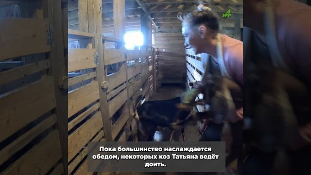 Мама не кормит. О вечно голодной козе и «гильотине» — в новой серии «АиФ» «Пушистые истории»