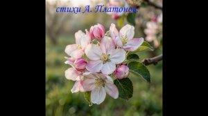 Яблонька моя. исполняет и.и.