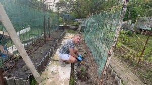Высаживаем рассаду помидоров 22.05.26