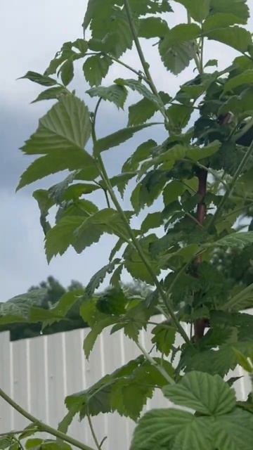 #малина #дача