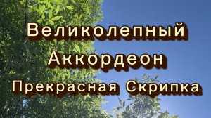 Великолепный аккордеон, прекрасная скрипка, удивительно красивая музыка для души