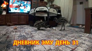 Дневник страусят Эму день 31