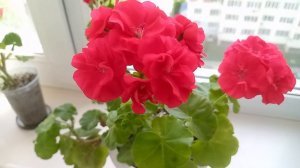 Пеларгония плющелистная Red Sybil. Цветение