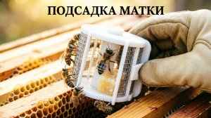 Как подсадить покупную матку, чтобы 100% приняли? Метод профессора Кашковского 👑🐝