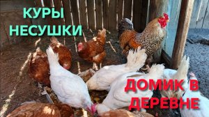 Домик в деревне Картофельные очистки для кур и сбор яиц