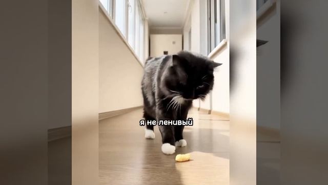 Я кот