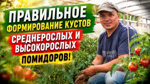 ПОМИДОРЫ - пасынкуйте правильно!!!!!! Не сделайте ошибку при выращивании томатов!