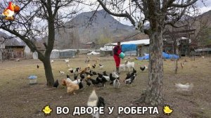 Содержание кур в домашних условиях и других птиц во дворе у Роберта 🐣🐤🦆🐔🪿🦃 (504)