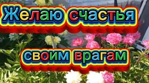 Ромашки, кабачки. Нашла 🍅 самосевки. Храм.