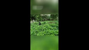 Русский спаниель нашел куропатку у парников