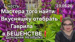 1 часть. Мастера того найти😡❗️Вкусняшку отобрать❗️Гаврила в БЕШЕНСТВЕ❗️