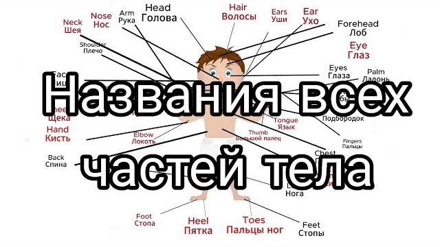 Названия всех частей тела | Названия частей тела для детей |Названия частей тела на английском языке
