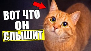 Мир Глазами Кошек - Что РЕАЛЬНО Думает Кошка, когда Вы РАЗГОВАРИВАЕТЕ с Ней!