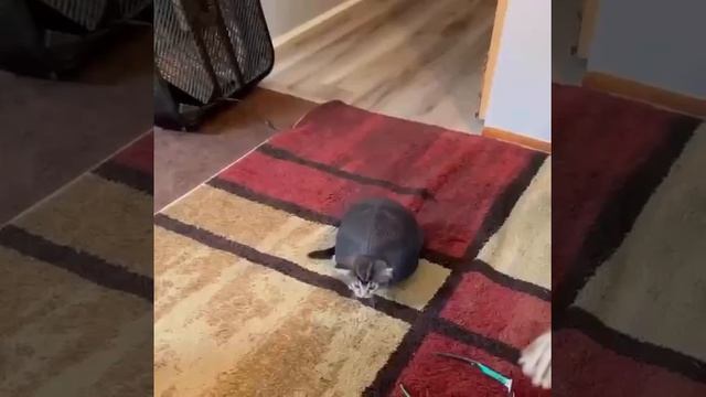 Видео от Tom and Сats / Кот на карте