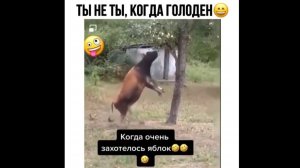 #смешныевидео -1426