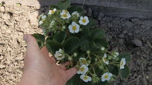 Клубники много не бывает.Посадила ещё