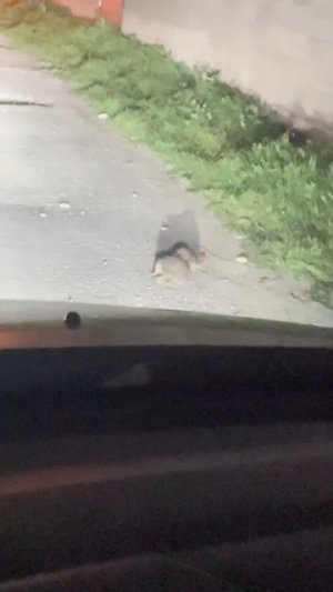 Драка ёжиков