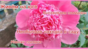 23-05-2026/Переехали из Сибири на юг/Необычная находка в саду/Высаживаем помидоры/Навожу порядок /