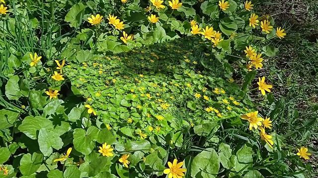 Чистяк весенний: красивый первоцвет или сорняк