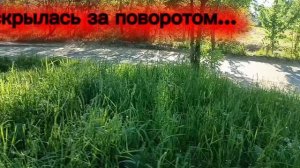 Бассет: сегодня МОЙ праздник - всемирный день ЧЕРЕПАХИ , требую ПРЕМИАЛЬНУЮ косточку!!!