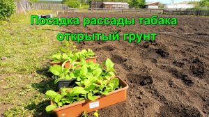 Рассада Табака - Высаживаем на ПМЖ - Садовый участок.