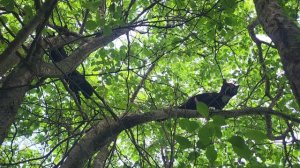 Гоша и Мэл Climbing cats