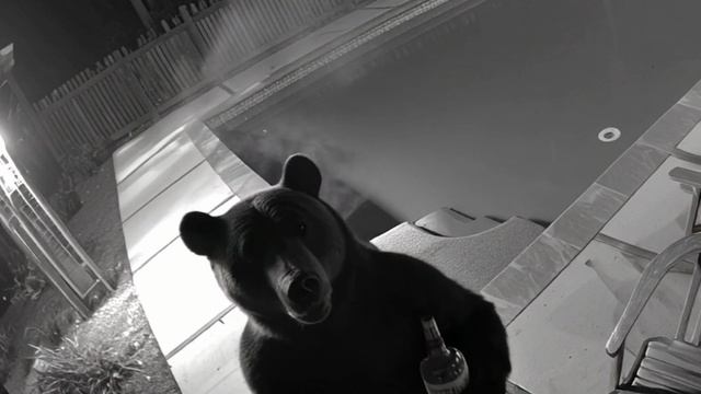Медведь чилит-2026 смотреть онлайн