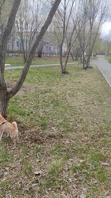 Оскар - Мальборо, Супер собака.