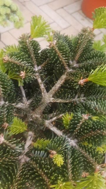 ❤🌲Пихта Нордмана Добричовиц 
✔Продажа растений в макс и телеграм канале: https://t.me/love_is_hvoiny
