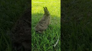 Страшный зверюга на участке