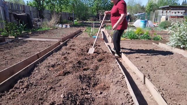 Посадки продолжаются,сегодня огурцы и клубнику сажаю.
