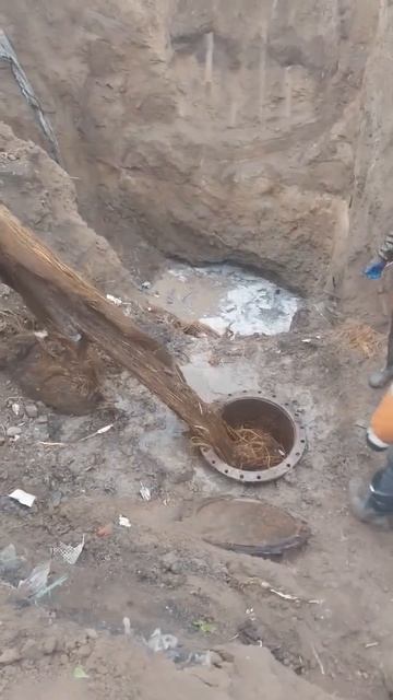 Коллектор